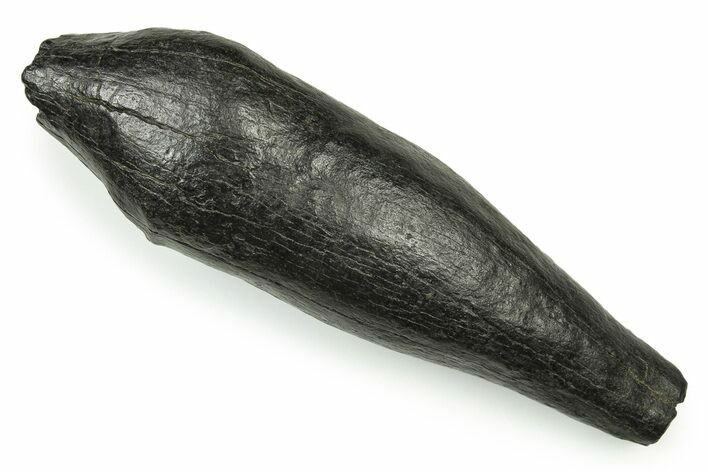 Fossil Sperm Whale (Scaldicetus) Tooth - South Carolina #251076